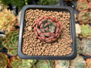 Echeveria 'Pink Vanilla' 1" New Hybrid Small Succulent Plant