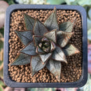 Echeveria 'Purpusorum' White Form 1" Succulent Plant