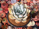 Echeveria 'Ivory' 4"-5" Powdery Succulent Plant