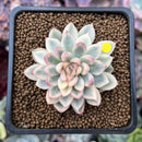 Echeveria 'Mebina' Variegated 1" Succulent Plant