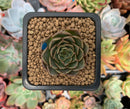 Echeveria 'Viva Chile' Non-variegated 1" Succulent Plant