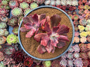 Echeveria 'Diamond State' Variegated 6"-7" Large Cluster Succulent Plant