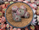 Echeveria 'Minima' 4" Cluster Succulent Plant