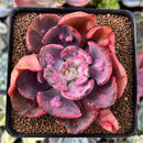 Echeveria 'Beyonce' Variegated 2"-3" Succulent Plant