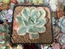 Echeveria 'Secunda' Variegated 2"-3" Succulent Plant