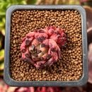 Echeveria 'Sarabony' 1" Cluster Succulent Plant