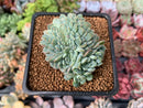 Echeveria 'Primera' Crested 1"-2" Succulent Plant