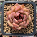 Echeveria Agavoides 'Black Queen' 1" Succulent Plant