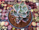 Echeveria 'Beyonce' Variegated 4" Succulent Plant