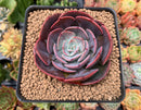 Echeveria 'Muesli' 3" Succulent Plant