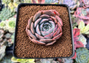 Echeveria 'Softball' 2"-3" New Hybrid Succulent Plant