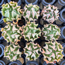 Echeveria 'Black Hawk' 2" *Set of 9* Succulent Plants