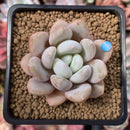 Echeveria 'Monroe Queen' 2" Powdery Succulent Plant