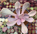 Echeveria 'Pampoteus' Variegated 4" (Not Jocelyn's Joy Variegated) Succulent Plant