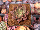 Echeveria Agavoides 'Shaikh' 2" Succulent Plant
