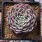 Echeveria 'Cream Rose' 3" Succulent Plant