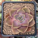 Echeveria 'Cuba' 2" Succulent Plant