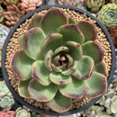 Echeveria Agavoides sp. 5" Succulent Plant