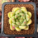 Echeveria 'Coco' 1" New Hybrid Succulent Plant