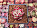 Echeveria Agavoides 'Anjou' 1" Succulent Plant