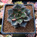 Echeveria 'Monocerotis' 2" Succulent Plant