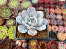 Echeveria 'Laui' 2" Powdery Succulent Plant