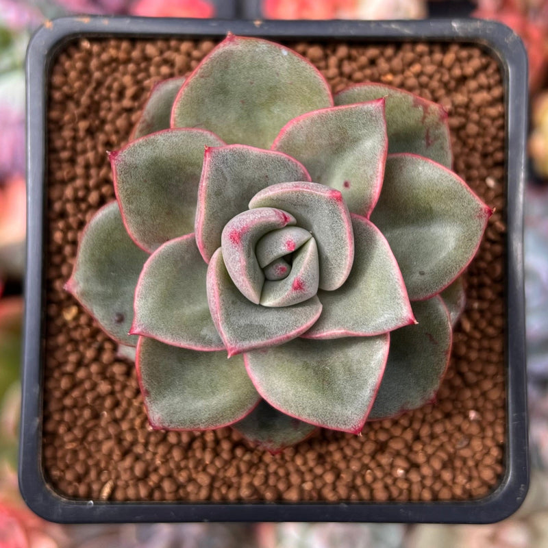 viney succulent plant Echeveria 'Windy' 1"-2" Succulent Plant – True Succulents Plant Co