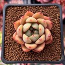 Echeveria sp. 1" Succulent Plant