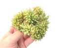 Echeveria Agavoides 'Maria' Crested Cluster 4"-5" Rare Succulent Plant