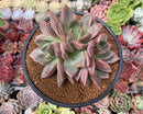Echeveria 'Baekya' Triple Head 4"-5" Succulent Plant