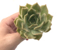 Echeveria 'Nocturnal' Variegated 3"-4" Succulent Plant