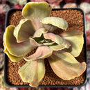 Echeveria 'Gigantea' Variegated 3" Succulent Plant