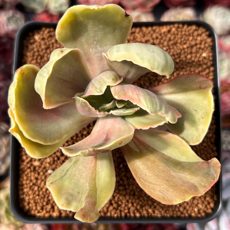gigantea succulent Echeveria 'Gigantea' Variegated 3" Succulent Plant – True Succulents Plant Co