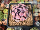 Echeveria 'Cupid' 2" Succulent Plant