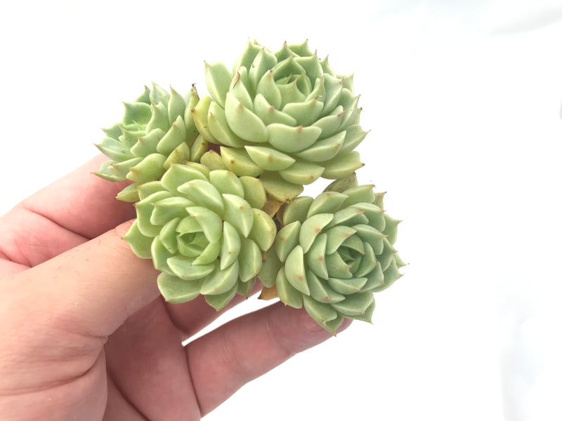 succulent bending Echeveria 'Bend Badis' 3" Rare Succulent Plant – True Succulents Plant Co