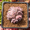 Echeveria 'Mata' 2" Cluster Succulent Plant