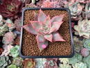 Echeveria 'Madiba' Hybrid 1"-2" Succulent Plant