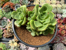 Aeonium 'Lily Pad' 3"-4" Cluster Succulent Plant