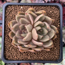 Echeveria Agavoides 'Latale' 2" Succulent Plant