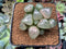 Haworthia Comptoniana 'Crystal' 2"-3" Succulent Plant