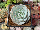 Echeveria 'Mont Blanc' 2" Succulent Plant
