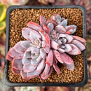 Echeveria 'Lulu' 2" Succulent Plant