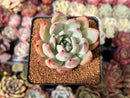 Echeveria 'Colorata Brandtii' 2" Succulent Plant