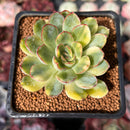 Echeveria 'Pulidonis' Variegated 2" Succulent Plant