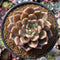 Echeveria 'Luna Solar' 4" New Hybrid Succulent Plant