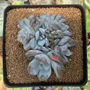 Echeveria 'Hosikage' Crested 3" Succulent Plant