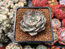 Echeveria 'Strictiflora' 2" Succulent Plant