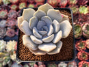 Echeveria 'Tiramisu' 2"-3" Succulent Plant