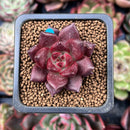 Echeveria Agavoides 'Pentera' 1" Small New Hybrid Succulent Plant