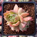 Echeveria Agavoides 'Spicy' Cluster 2" Succulent Plant